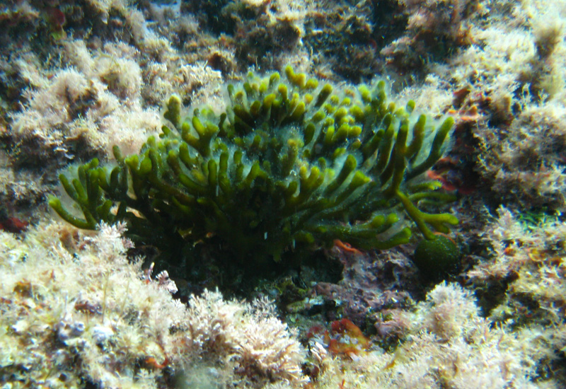 Codium sp.